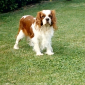 Photo de Cavalier king charles spaniel