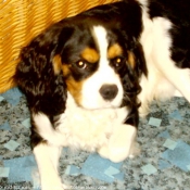 Photo de Cavalier king charles spaniel