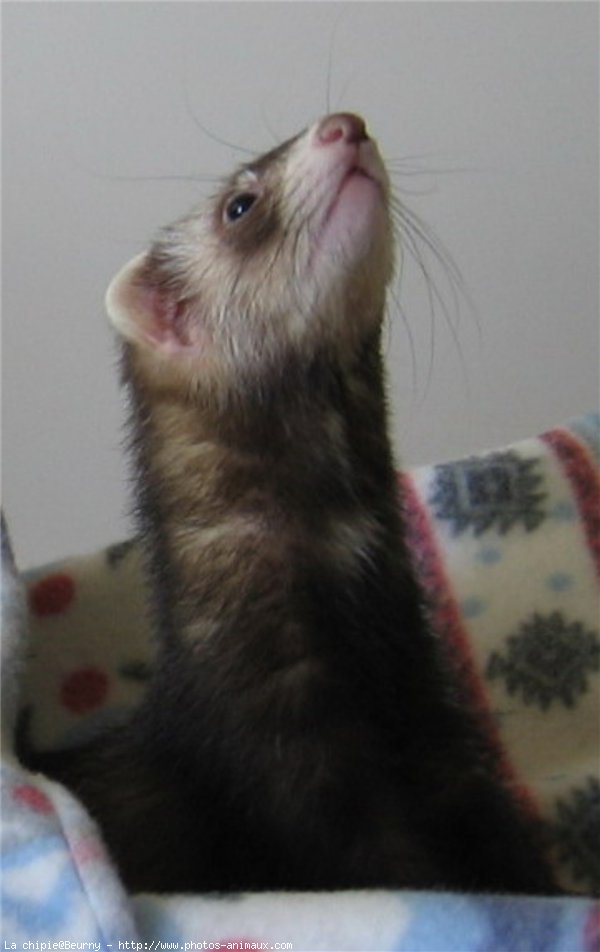 Photo de Furet