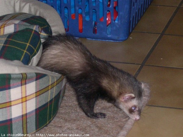 Photo de Furet