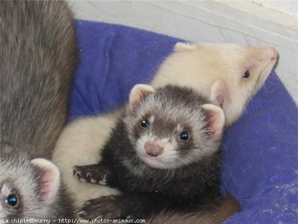 Photo de Furet