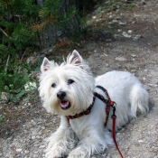 Photo de West highland white terrier