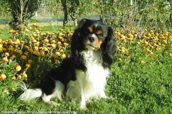 Photo de Cavalier king charles spaniel