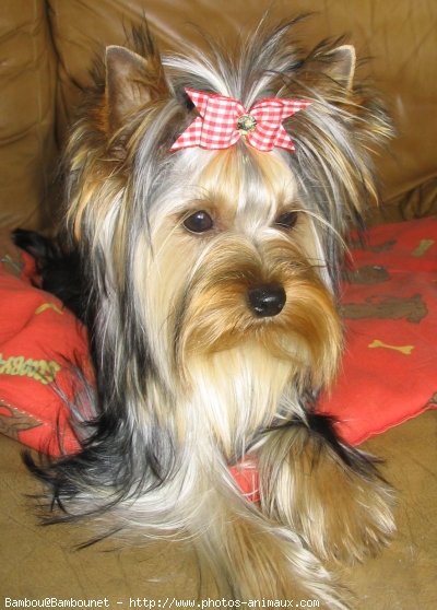 Photo de Yorkshire terrier