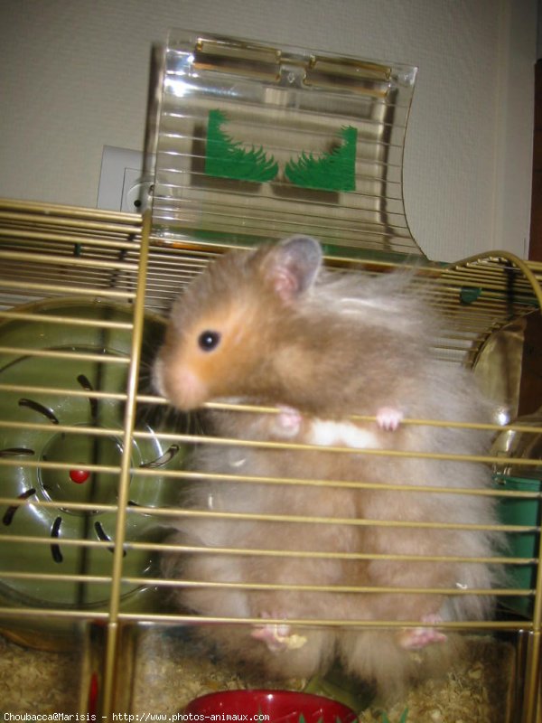 Photo de Hamster