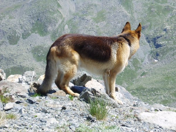 Photo de Berger allemand  poil court