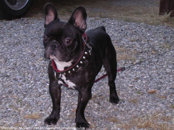 Photo de Bouledogue franais