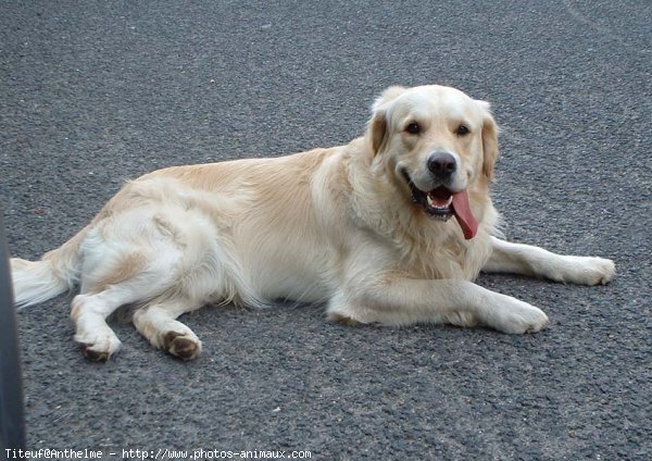 Photo de Golden retriever