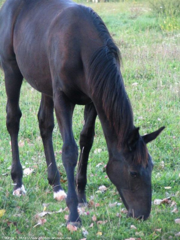 Photo de Trotteur franais