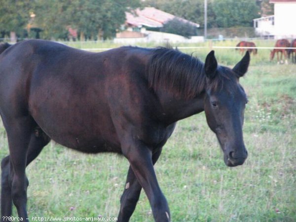 Photo de Trotteur franais