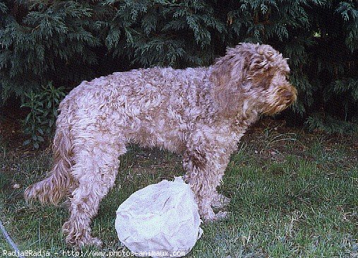 Photo de Griffon d'arret  poil dur korthals