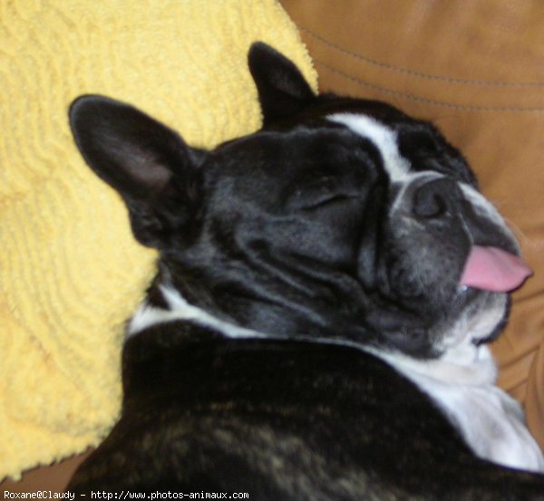 Photo de Boston terrier