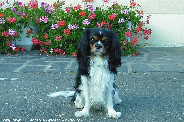 Photo de Cavalier king charles spaniel