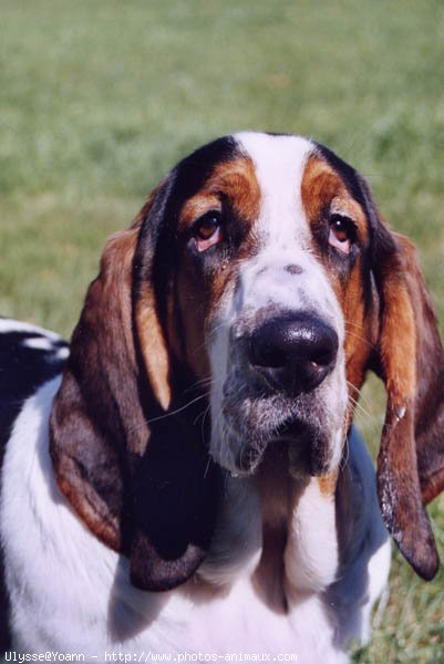 Photo de Basset hound