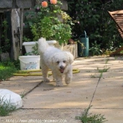 Photo de Bichon  poil fris