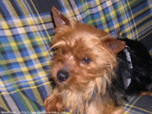 Photo de Yorkshire terrier