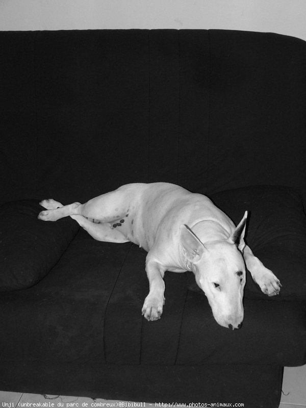 Photo de Bull terrier