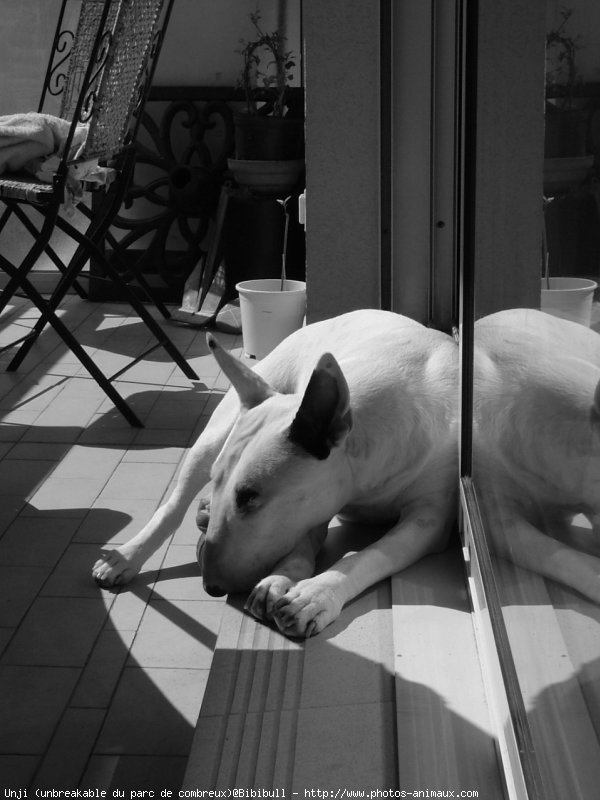 Photo de Bull terrier miniature