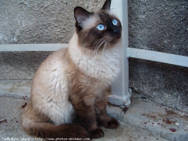 Photo de Sacr de birmanie