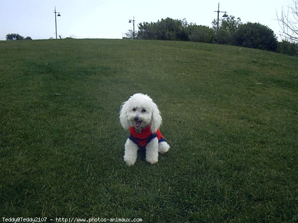 Photo de Caniche moyen