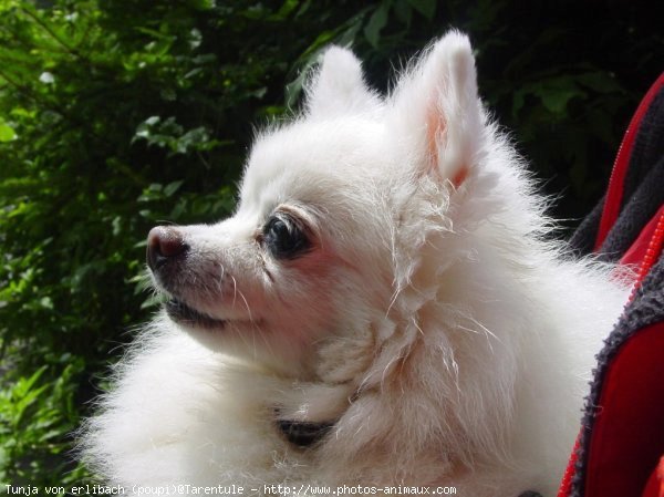 Photo de Spitz moyen