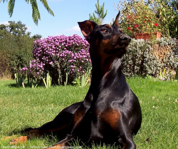 Photo de Dobermann