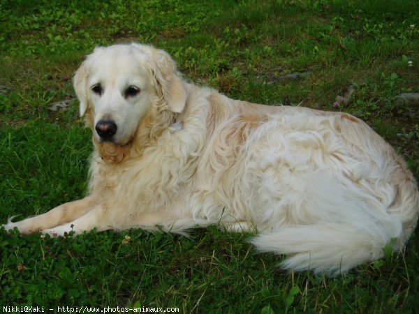 Photo de Golden retriever