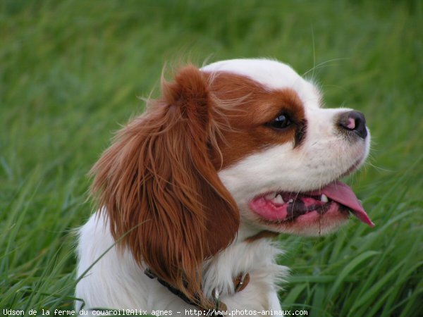 Photo de Cavalier king charles spaniel