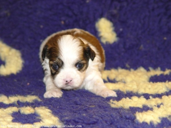 Photo de Shih tzu