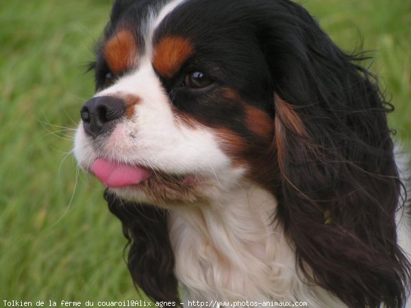 Photo de Cavalier king charles spaniel