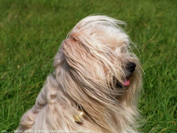 Photo de Coton de tulear