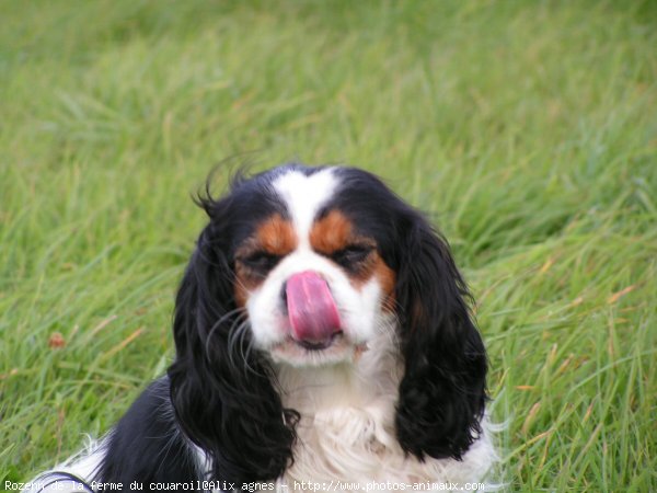 Photo de Cavalier king charles spaniel