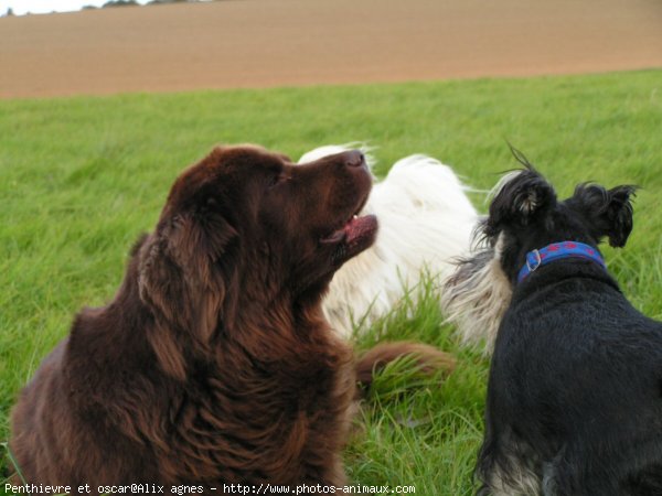 Photo de Races diffrentes