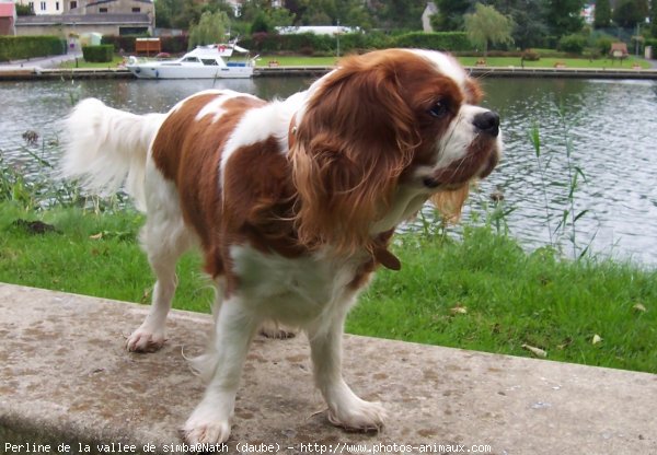 Photo de Cavalier king charles spaniel