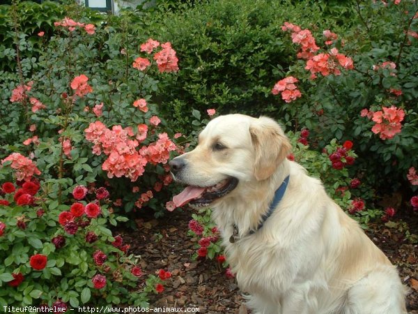 Photo de Golden retriever