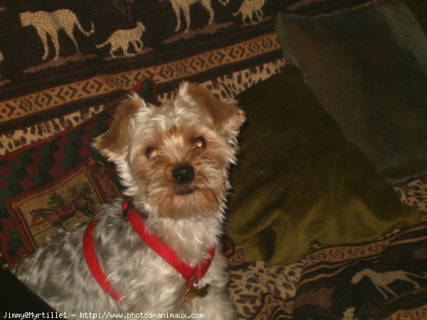 Photo de Yorkshire terrier