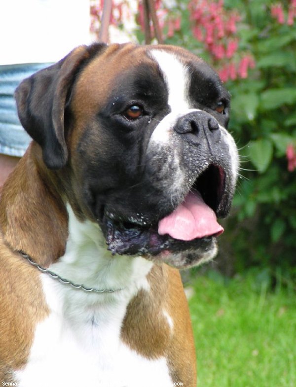 Photo de Boxer