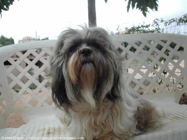 Photo de Shih tzu