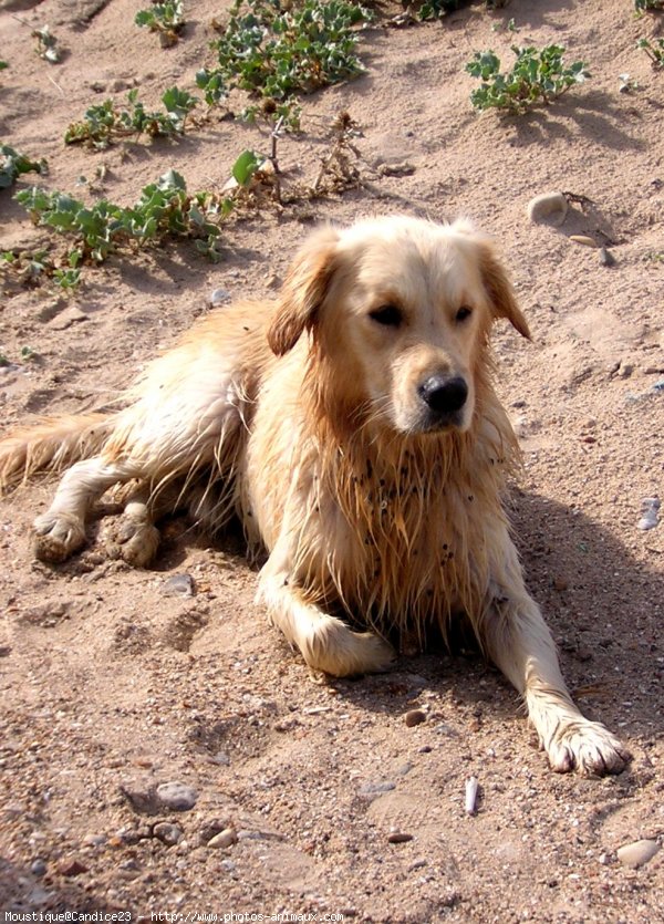 Photo de Golden retriever