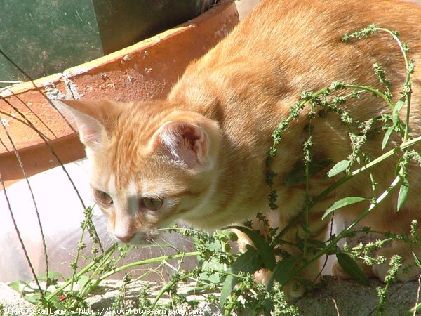 Photo de Chat domestique