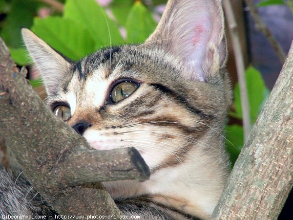 Photo de Chat domestique