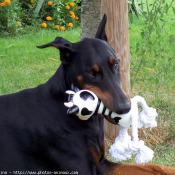 Photo de Dobermann