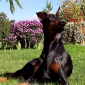 Photo de Dobermann