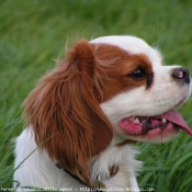 Photo de Cavalier king charles spaniel