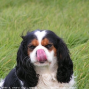 Photo de Cavalier king charles spaniel