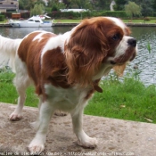 Photo de Cavalier king charles spaniel