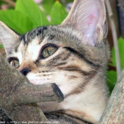 Photo de Chat domestique