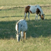 Photo de Races diffrentes