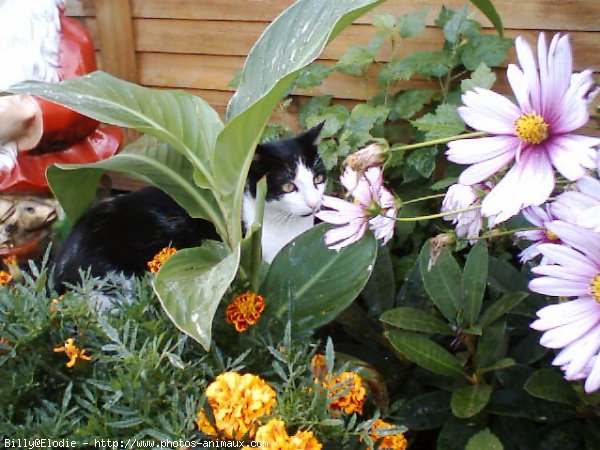 Photo de Chat domestique