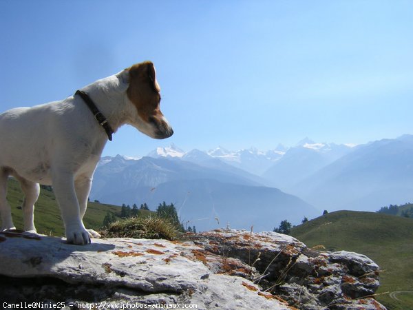 Photo de Jack russell terrier